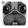 Animated Pug Dog PugMoji