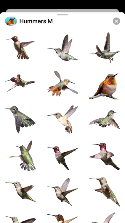 Hummingbirds - Medium (Retina) screenshot-5