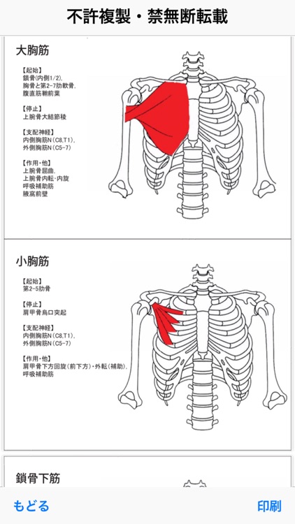 解剖学BONE&MUSCLE ここだけ覚えろ！ screenshot-8