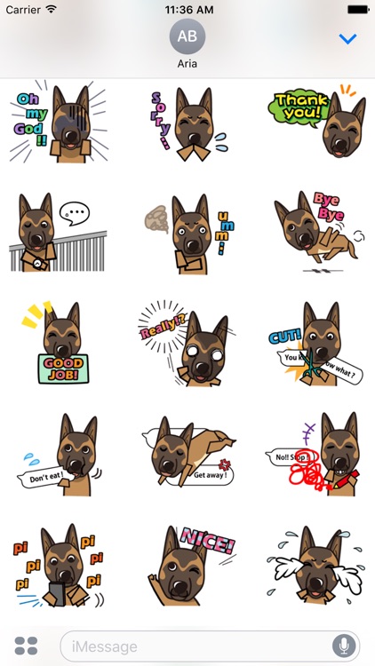 Cute Belgian Malinois Sticker