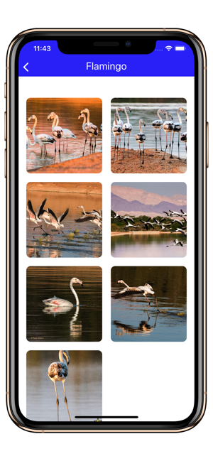 Birds of Jordan H(圖5)-速報App