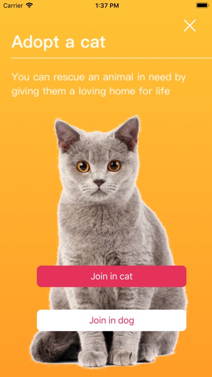 LFPetAdoption screenshot-3