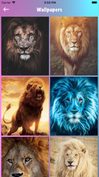 Lion Lovers screenshot-4