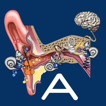 Hearing Anatomy Cheats