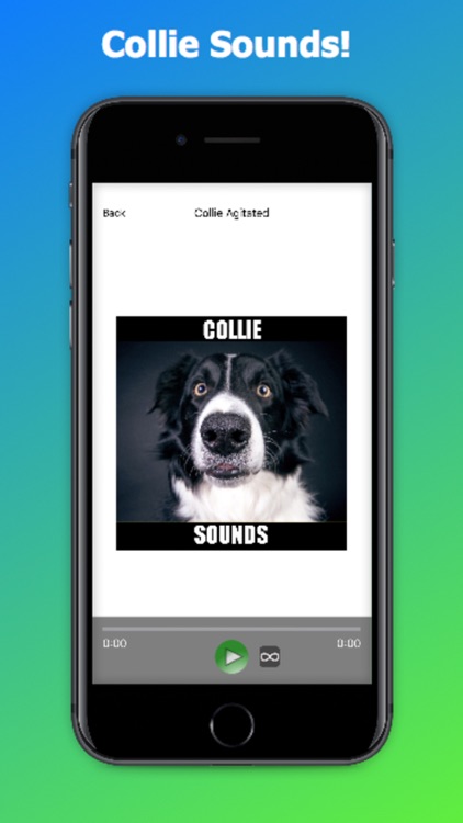 Collie Dog Sounds