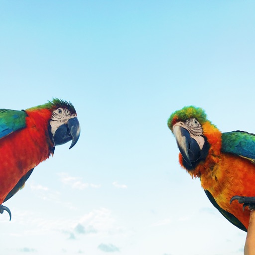 SimilarParrot