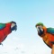 Find identical parrots in the pictures