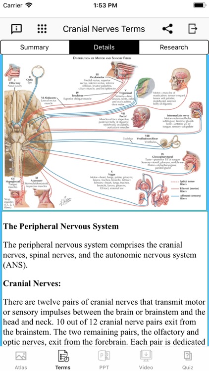 Cranial Nerves Plus