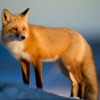 Icon Fox Hunting Calls