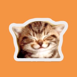 Cutest Happy Cat Stickers