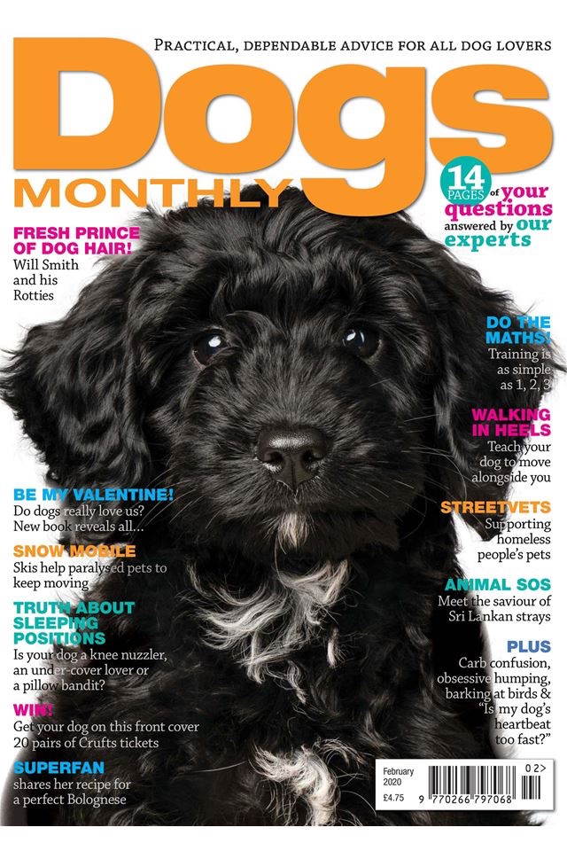 Dogs Monthly Magazine screenshot 2