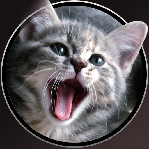 cats memory icon