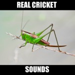 Cricket Sounds for Sleep