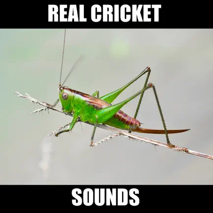 Cricket Sounds for Sleep Читы