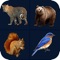 Animal Sounds is a very good entertainment games which makes entertainment and helps to know more about names and sounds of animals and birds