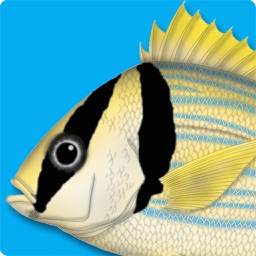 Marine Fishes Id Guide