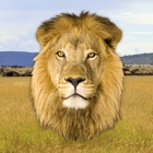 Roar - Lion Sounds