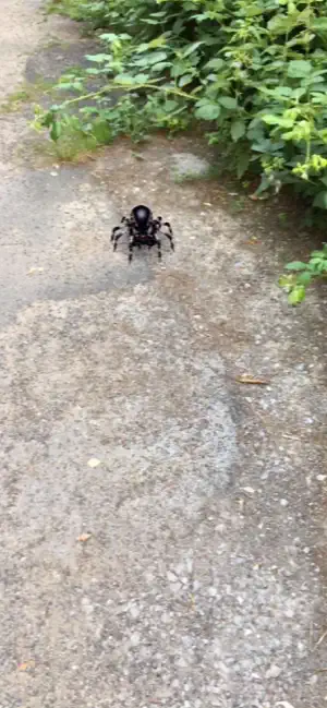 Captura de Pantalla 2 AR Spiders iphone