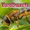 125 most common European insects (without butterflies and moths) with high-resolution images (min