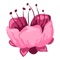 Our emoticon is a cherry blossom iMessage sticker, sweet and beautiful cherry blossom, very warm and romantic, come and add it to your chat, you can enrich your picture library