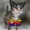 The most beautiful and realistic Cat Simulator game available on your device