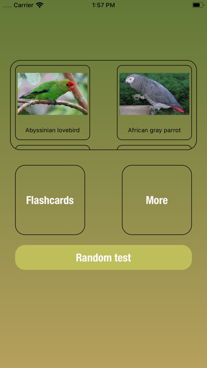 Birds Type List