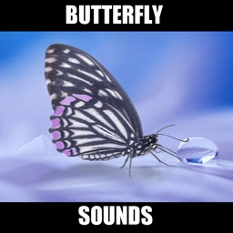 Butterfly Sound Effects! by Scott Dawson