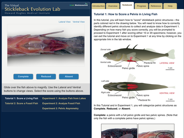 Stickleback Evolution Lab(圖5)-速報App