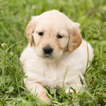 Golden Retriever Puppy Sticker