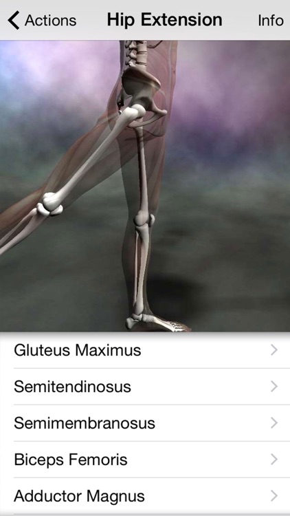 Learn Muscles: Anatomy