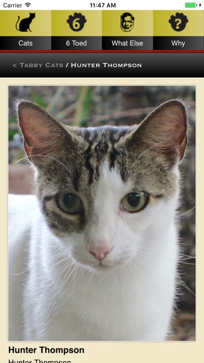 Hemingway Cats screenshot-4