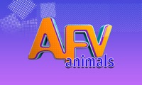 AFV animals
