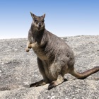 Top 19 Reference Apps Like Australian Mammals - Best Alternatives