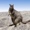 A field guide to Australian mammals, covering native and introduced species