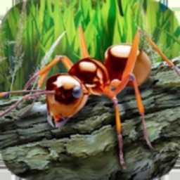 Ant simulator survival