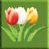 Tulip Singles