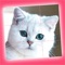 Cute Kittens - Easy Puzzle is a great puzzle, memory аnd logic training game