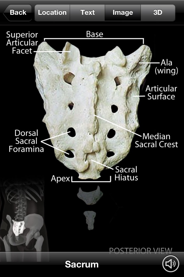 Skeletal Anatomy 3D screenshot 2