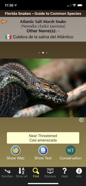 Florida Snakes(圖6)-速報App