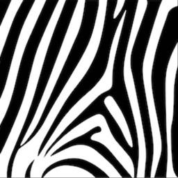 ZebraOneGallery