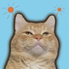 Cat animated emoji stickers