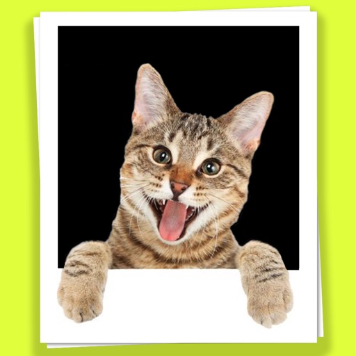 Cats in your photos iOS App