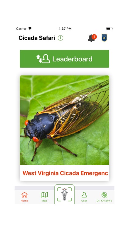 Cicada Safari