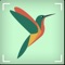 Are you looking for a professional bird identifier app