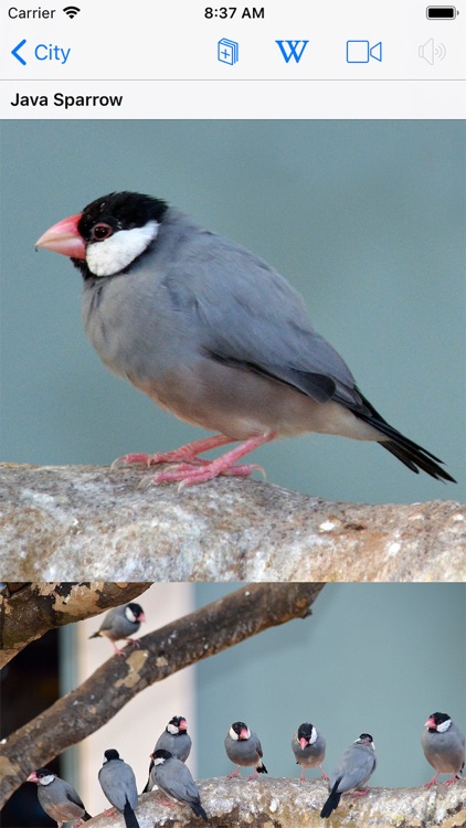Bird ID Hawaii screenshot-6