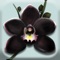 Grow your own orchids with the most beautiful and relaxing idle game: featuring 60 different species that will generate Happy Sap which you can use to expand your collection