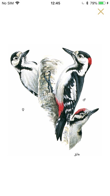 دليل الطيور في الشرق الأوسط screenshot-4