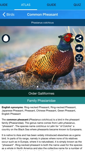 Ecoguide - Birds of Europe(圖4)-速報App