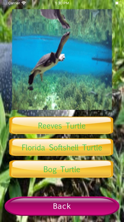 Turtle Spices screenshot-3