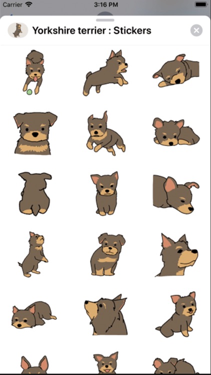 Yorkshire terrier : Stickers